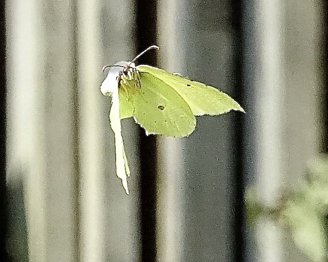 brimstone